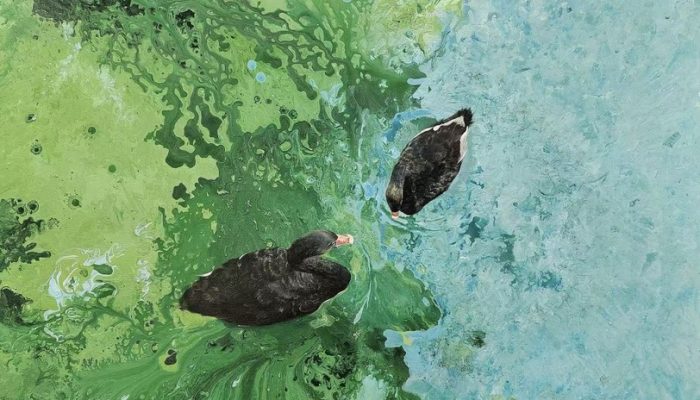 蒋洁 春江水鸭先知